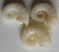 Spirula spirula 3) (Linné, 1758)